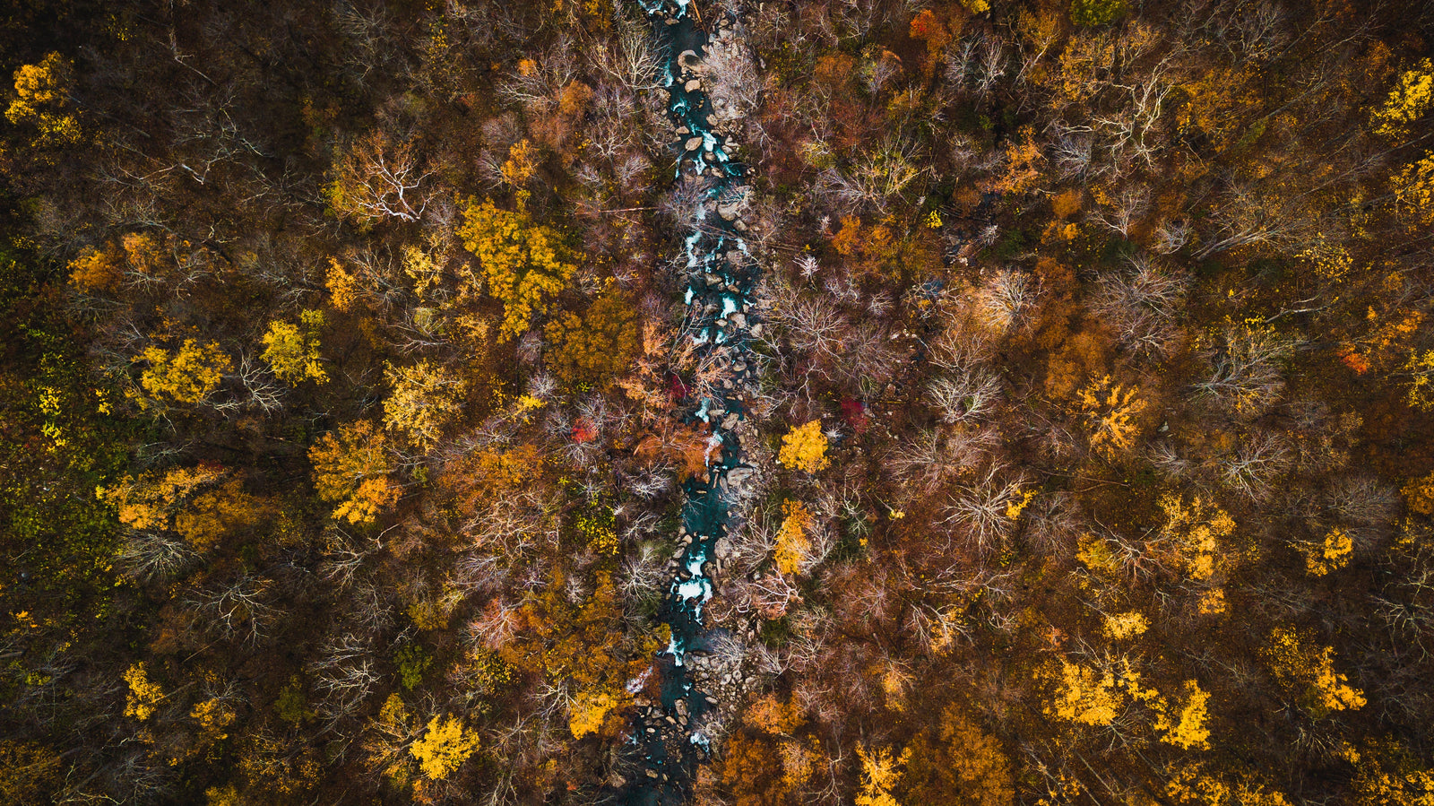 Grivet's Favorite Things to Do in the Great Smoky Mountains