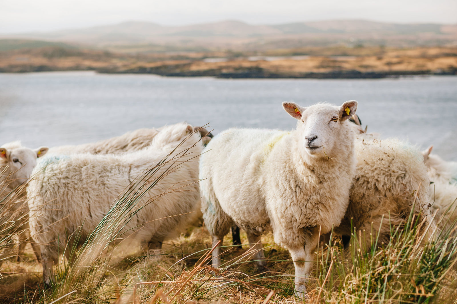 All About Merino Wool Apparel and the Benefits It Provides