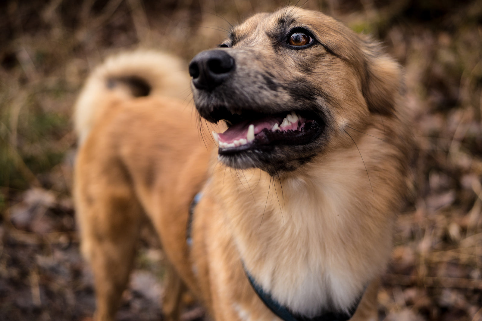 Three Ways to Get Outdoors with Your Four-Legged Best Friend